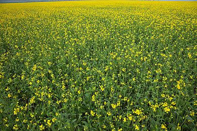 《索尼克：超级巨星》面向各平台公布 秋季推出